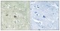 NDUFV3 Antibody