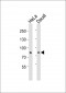 SP3/4 Antibody