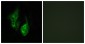 OPN5 Antibody