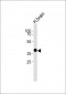 OPN5 Antibody