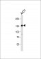 NOLC1 Antibody
