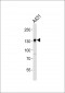 NOLC1 Antibody