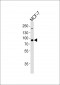 SLC4A8/10 Antibody