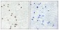 ZIC1/2/3 Antibody