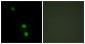 TEAD2 Antibody