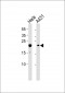 TOMM20 Antibody