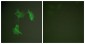 Tubulin α Antibody