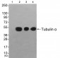 Tubulin α Antibody