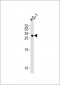 THOC4 Antibody