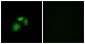 VN1R5 Antibody