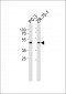 VN1R5 Antibody