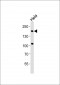 CLASP1 Antibody