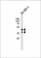 SIRT2 Antibody