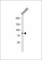 OXR1 Antibody