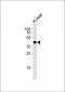 Cytochrome P450 39A1 Antibody