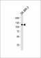 IARS2 Antibody