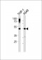 PLD4 Antibody