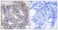 ES8L1 Antibody