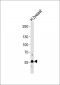 ES8L1 Antibody