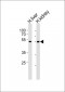 DMGDH Antibody