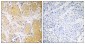 SERPING1 Antibody