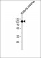 SERPING1 Antibody