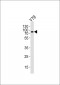 GPR75 Antibody