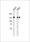 GTF2I Antibody (C-term)