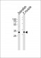 (DANRE) afmid Antibody (N-term)
