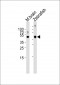 (DANRE) spop Antibody (N-term)