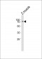 Zebrafish znf143 Antibody (C-term)
