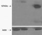 TANK2 Antibody (internal region)