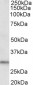 DAPP1 Antibody (C-Term)