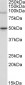 WHIP / WRNIP1 Antibody (C-Term)