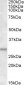 ATF5 Antibody (C-Term)