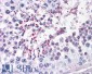 DUSP14 / MKP6 Antibody (C-Term)