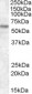 TFE3 Antibody (N-Term)