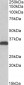 CBR3 Antibody (C-Term)