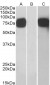 GOLPH2 Antibody (C-Term)