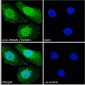 PRDM1 / BLIMP1 Antibody (C-Term)