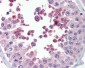 MLL4 Antibody (C-Term)