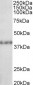 SUV39H2 Antibody (C-Term)