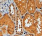 TRIM11 Antibody (C-Term)