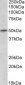 TRIM35 / MAIR Antibody (N-Term)