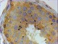 PIWI / HIWI Antibody (internal region)