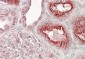 VPS11 Antibody (internal region)