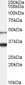 Orexin receptor 1 Antibody (internal region)