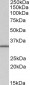 NHERF2 (isoform b, e) Antibody (internal region)