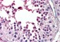 PIAS2 Antibody (internal region)