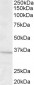 GNB3 Antibody (internal region)